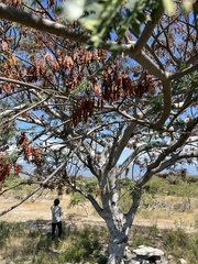 Conzattia multiflora