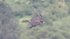 Ictinaetus malaiensis