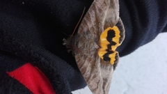 Eudocima serpentifera