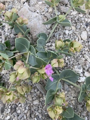 Mirabilis alipes