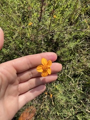 Sclerocarpus uniserialis