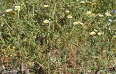Glebionis coronaria