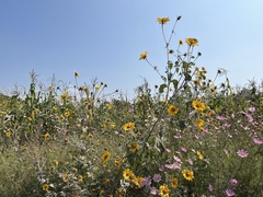 Sclerocarpus uniserialis