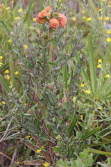 Lyonia fruticosa