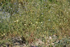 Helminthotheca echioides