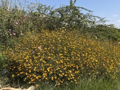 Sclerocarpus uniserialis