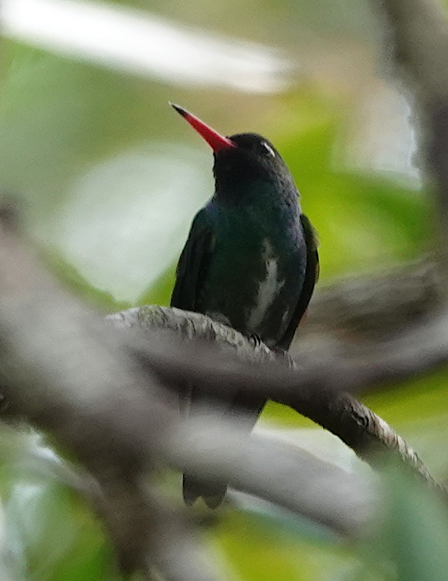 Humboldt's Sapphire (Chrysuronia humboldtii), photo 3
