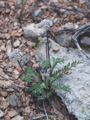 Lomatium nevadense parishii