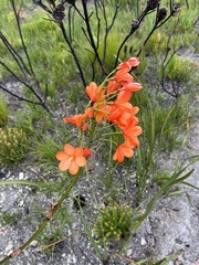 Pillansia templemannii