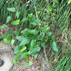 Stemona tuberosa
