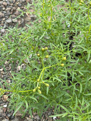 Coreocarpus dissectus