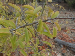 Ximenia