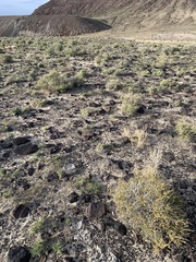 Astragalus lentiginosus
