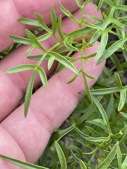 Coreocarpus dissectus