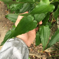 Stemona tuberosa