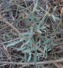 Polygonum equisetiforme