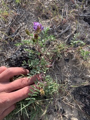 Astragalus lentiginosus