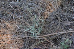 Polygonum equisetiforme