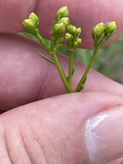 Coreocarpus dissectus