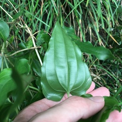 Stemona tuberosa