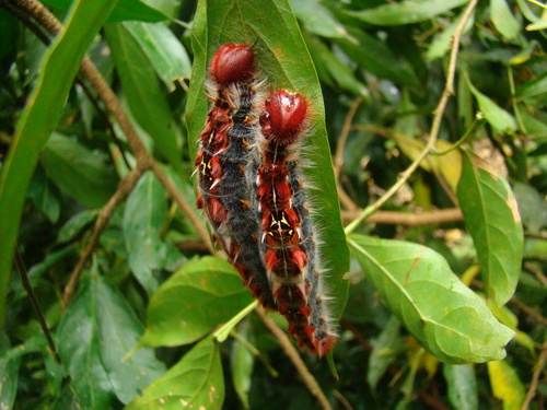 Morpho iphitus