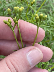 Coreocarpus dissectus