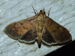 Rhectocraspeda periusalis