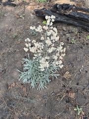 Pseudognaphalium thermale