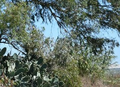 Eucalyptus camaldulensis