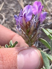 Astragalus lentiginosus