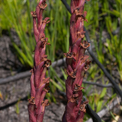 Disa ophrydea