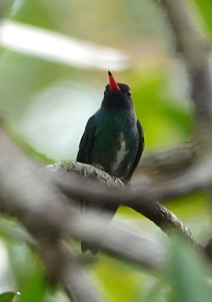 Humboldt's Sapphire (Chrysuronia humboldtii), photo 4