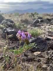 Astragalus lentiginosus