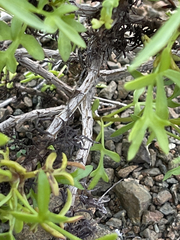 Coreocarpus dissectus