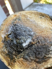 Penicillium digitatum