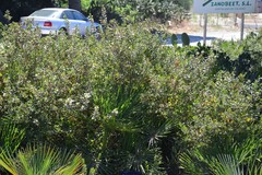 Chamaerops humilis