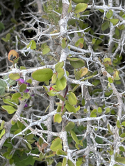 Castela peninsularis