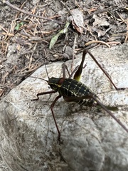 Barbitistes serricauda