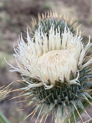 Cirsium inamoenum