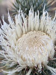 Cirsium inamoenum