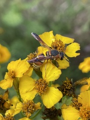 Euodynerus hidalgo hidalgo