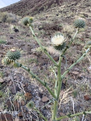 Cirsium inamoenum