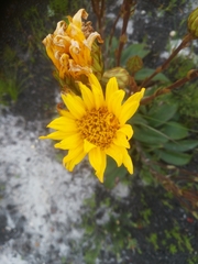 Berkheya herbacea