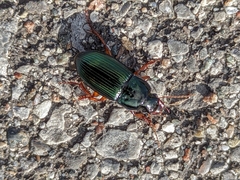 Harpalus rubripes