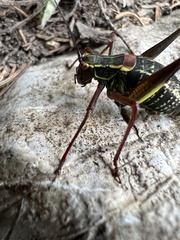 Barbitistes serricauda