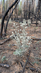 Pseudognaphalium thermale