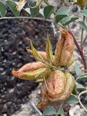 Astragalus lentiginosus