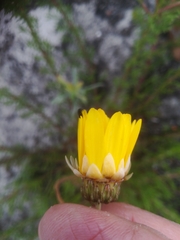 Berkheya herbacea