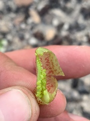 Astragalus lentiginosus