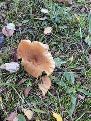 Cystoderma amianthinum